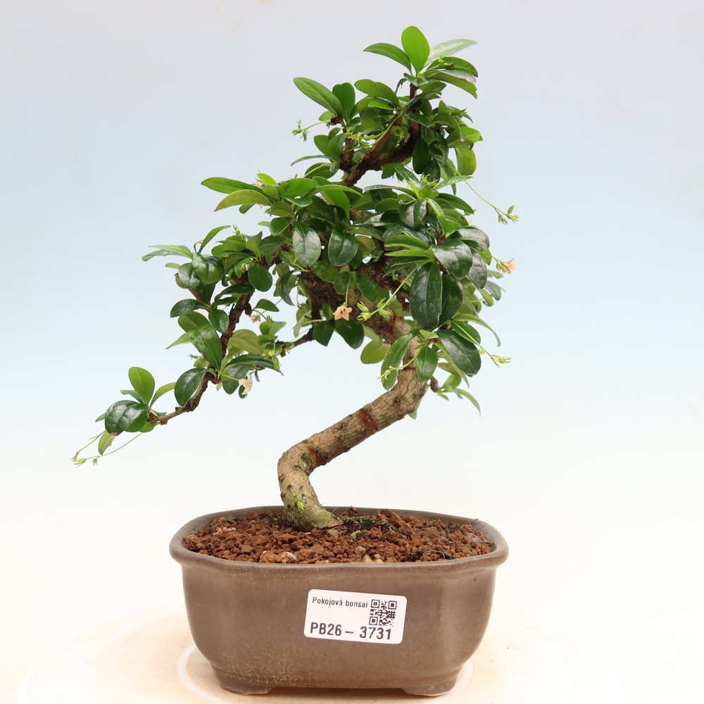 Szobai bonsai - Carmona macrophylla - Tea fuki