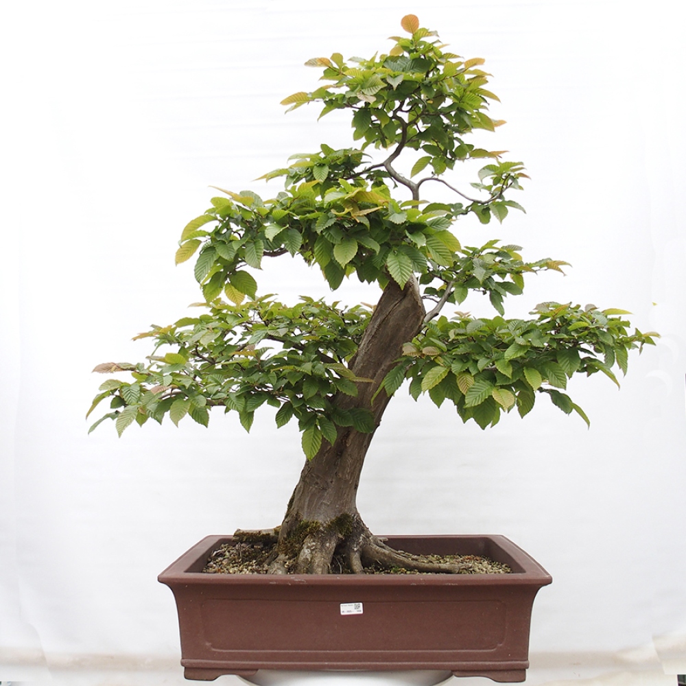 Kültéri bonsai - gyertyán - Carpinus betulus