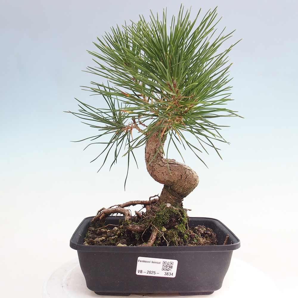 Kültéri bonsai - Pinus thunbergii - Thunberg fenyő