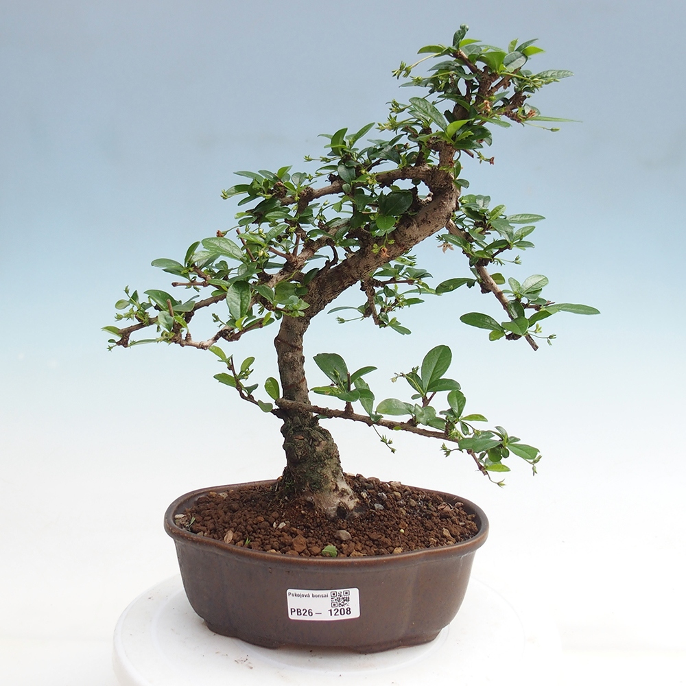 Szobai bonsai - Carmona macrophylla - Tea fuki