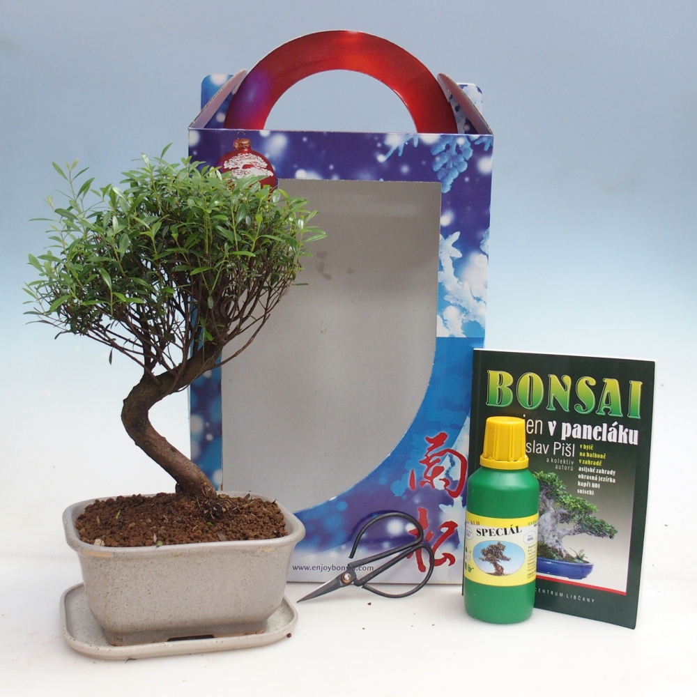 Beltéri bonsai ajándékdobozban Syzygium - Pimento fa