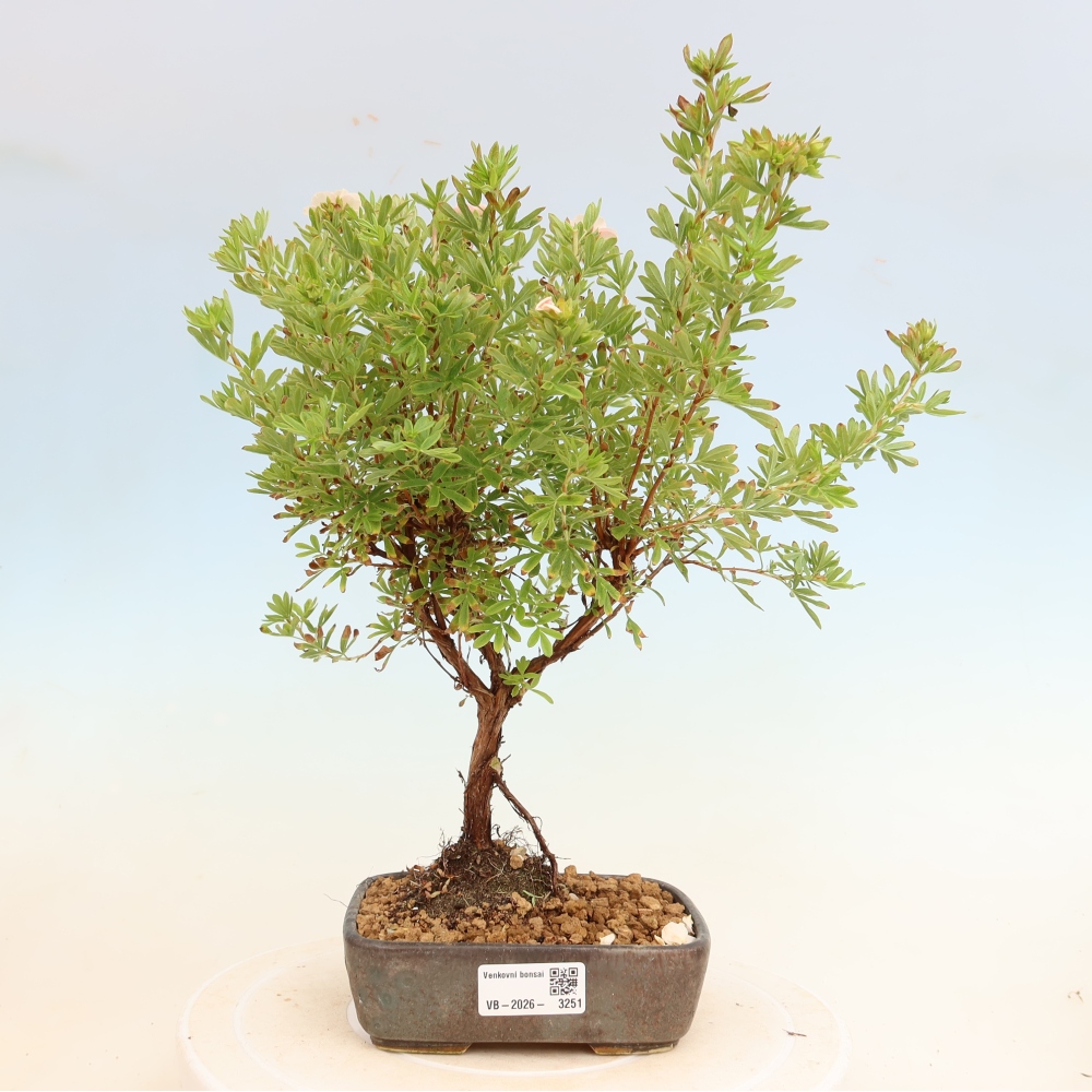 Kültéri bonsai – Cserjés potentilla – Potentila fruticosa Bellissima