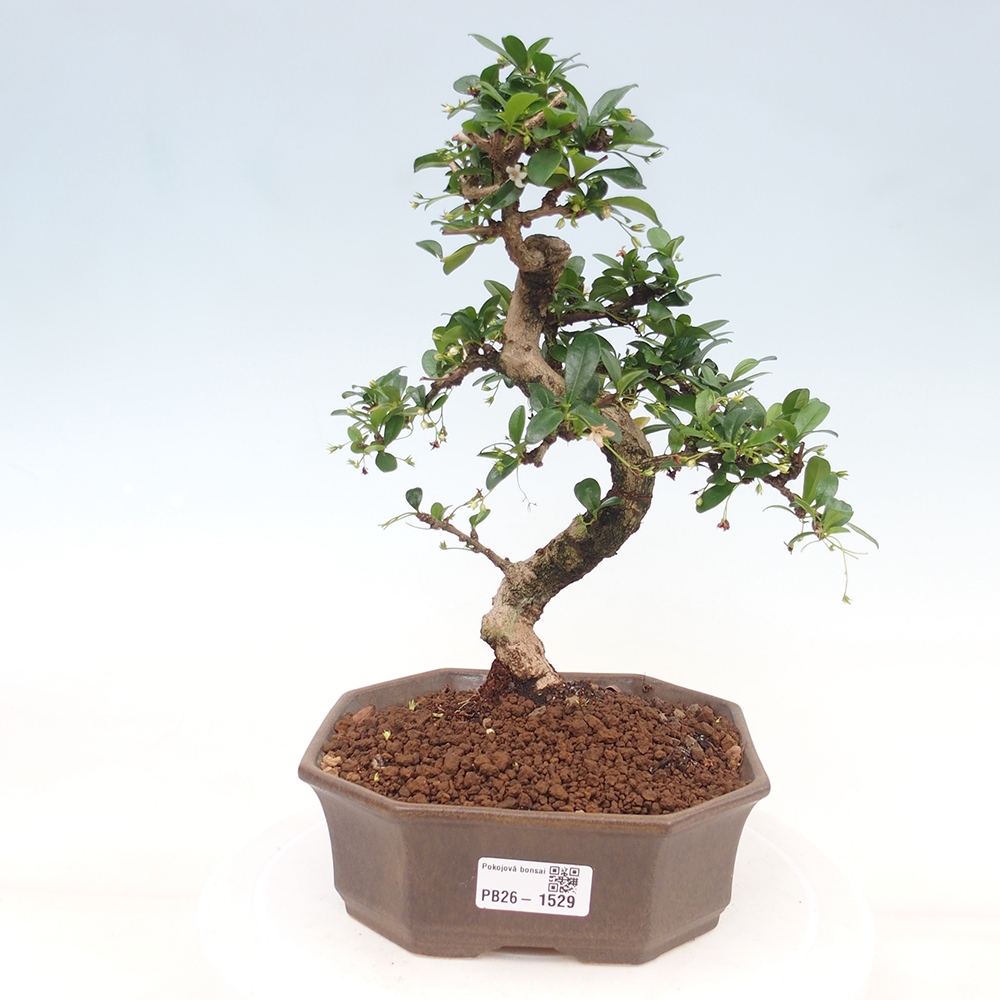 Szobai bonsai - Carmona macrophylla - Tea fuki