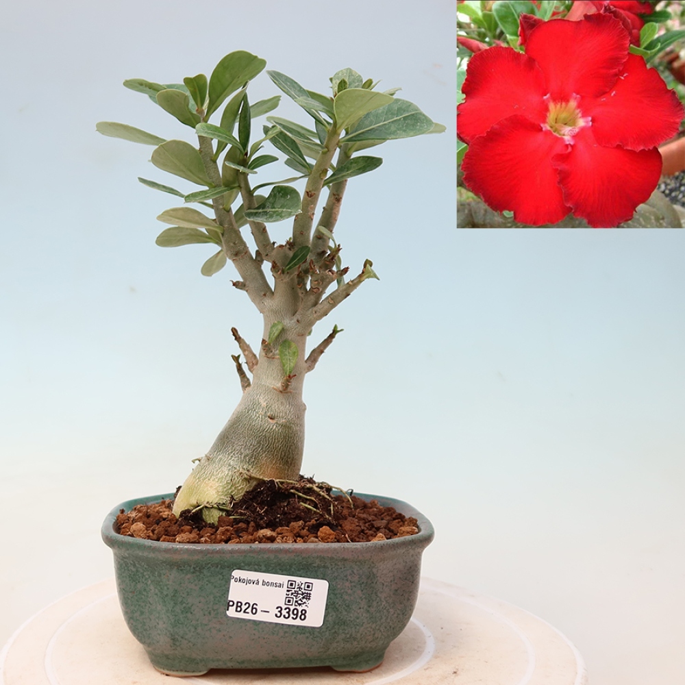 Szobabonsai – Adenium obesum Red Star – Sivatagi rózsa