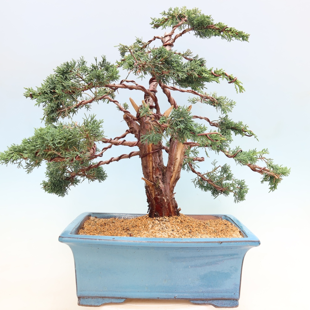 Kültéri bonsai - Juniperus chinensis Kishu