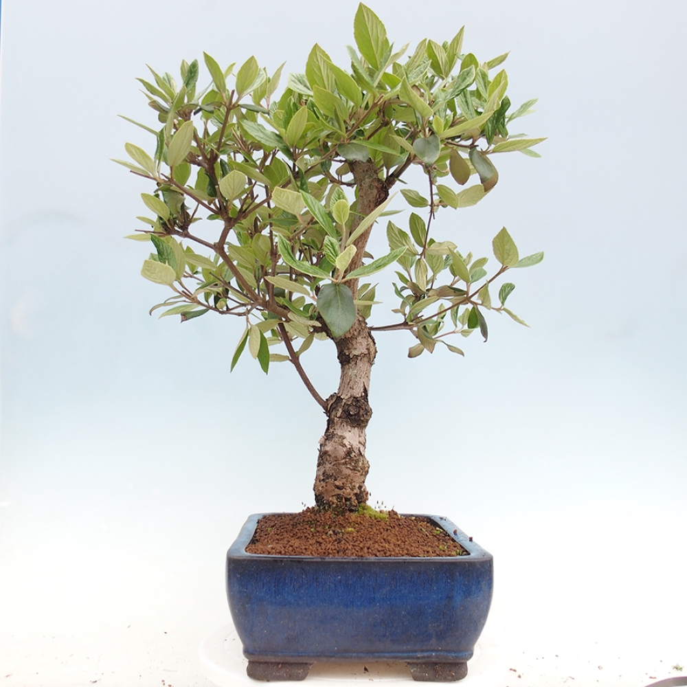 Kültéri bonsai-Kalina Bodnanská - Viburum carlesii hemsi
