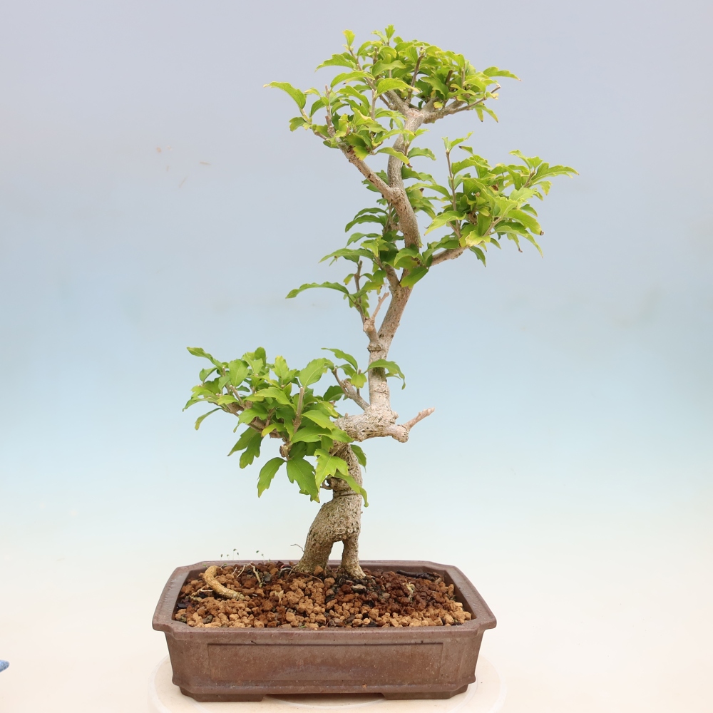 Kültéri bonsai – Hibiscus syriacus – szíriai ibiskusz