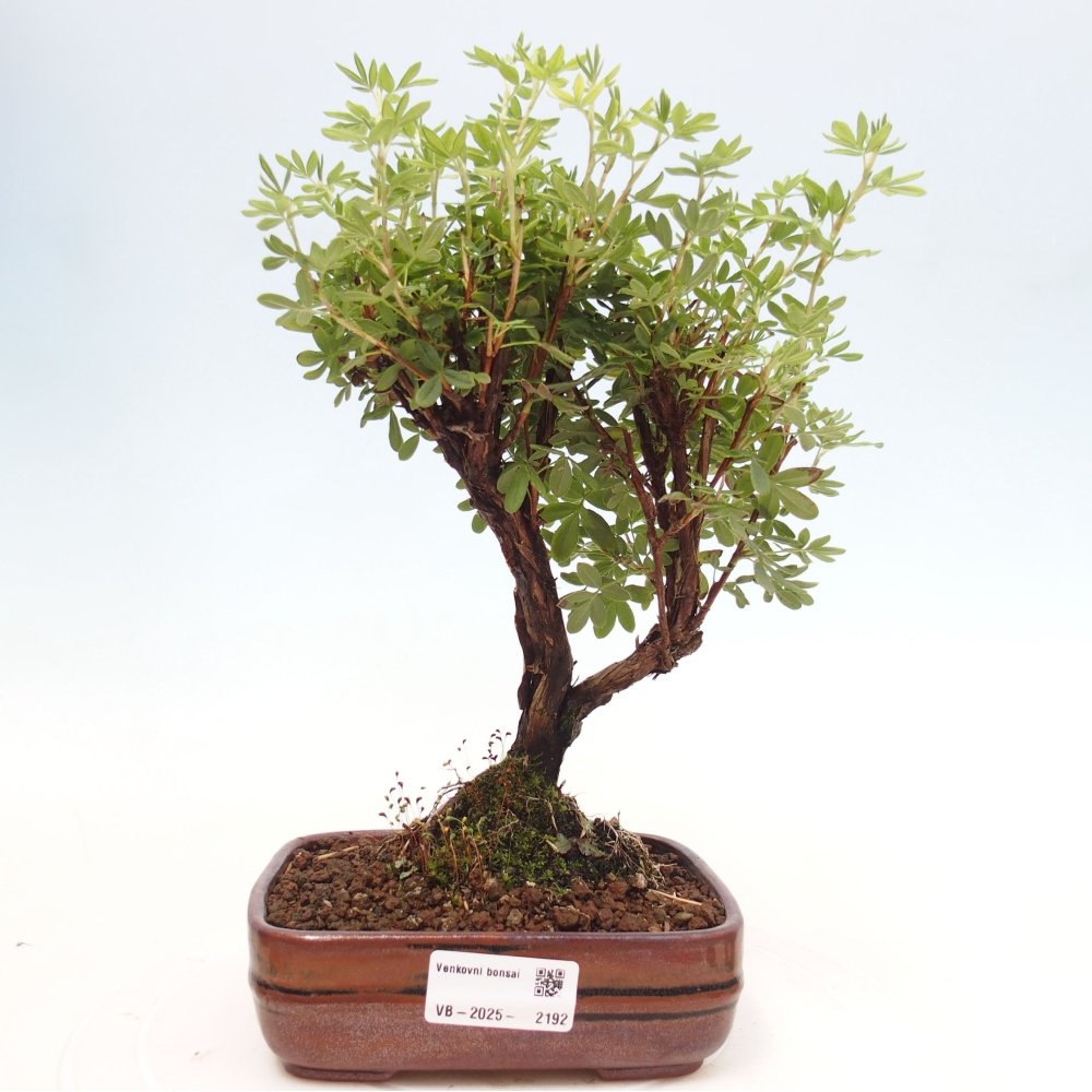 Kültéri bonsai - Potentila fruticosa sárga Bird