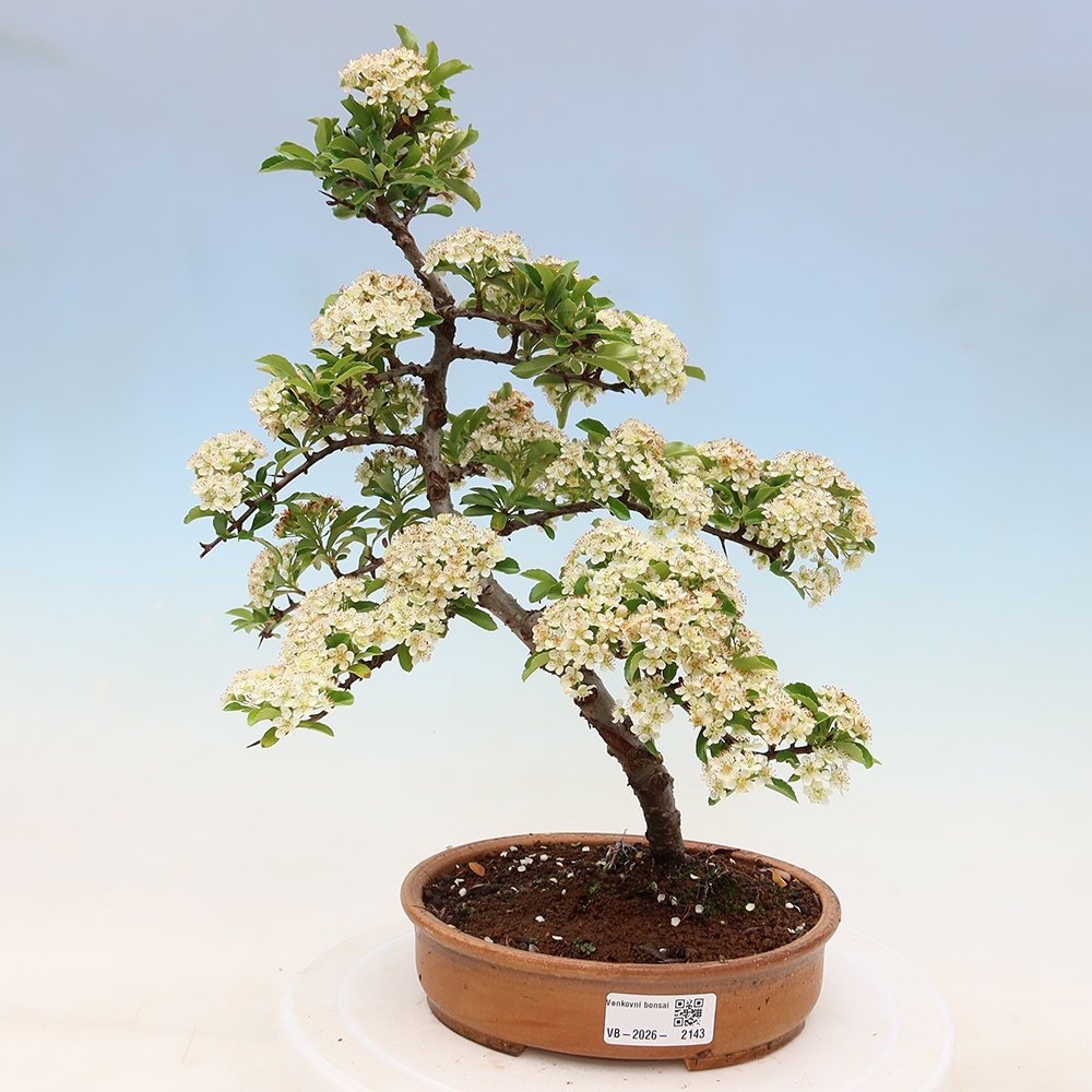 Kültéri bonsai – Pyracantha teton – Vörös tűszem