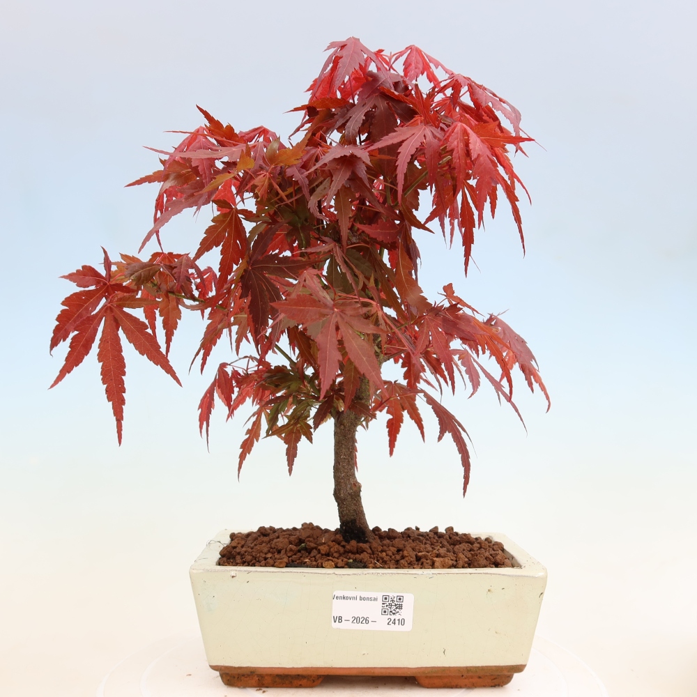 Kültéri bonsai - Acer pálma. Atropurpureum-Javor palmate