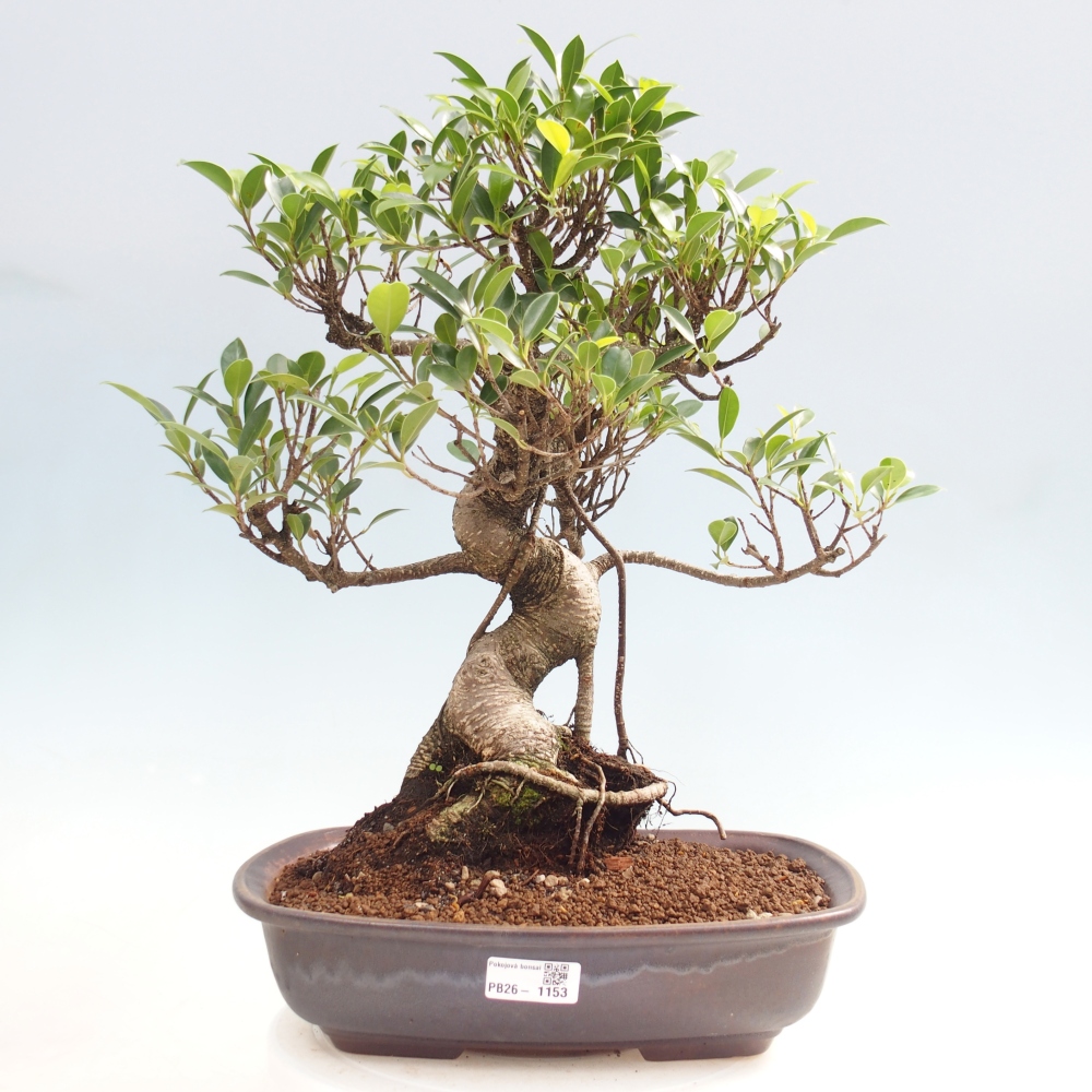 Szobai bonsai - Ficus kimmen - kislevelű fikusz