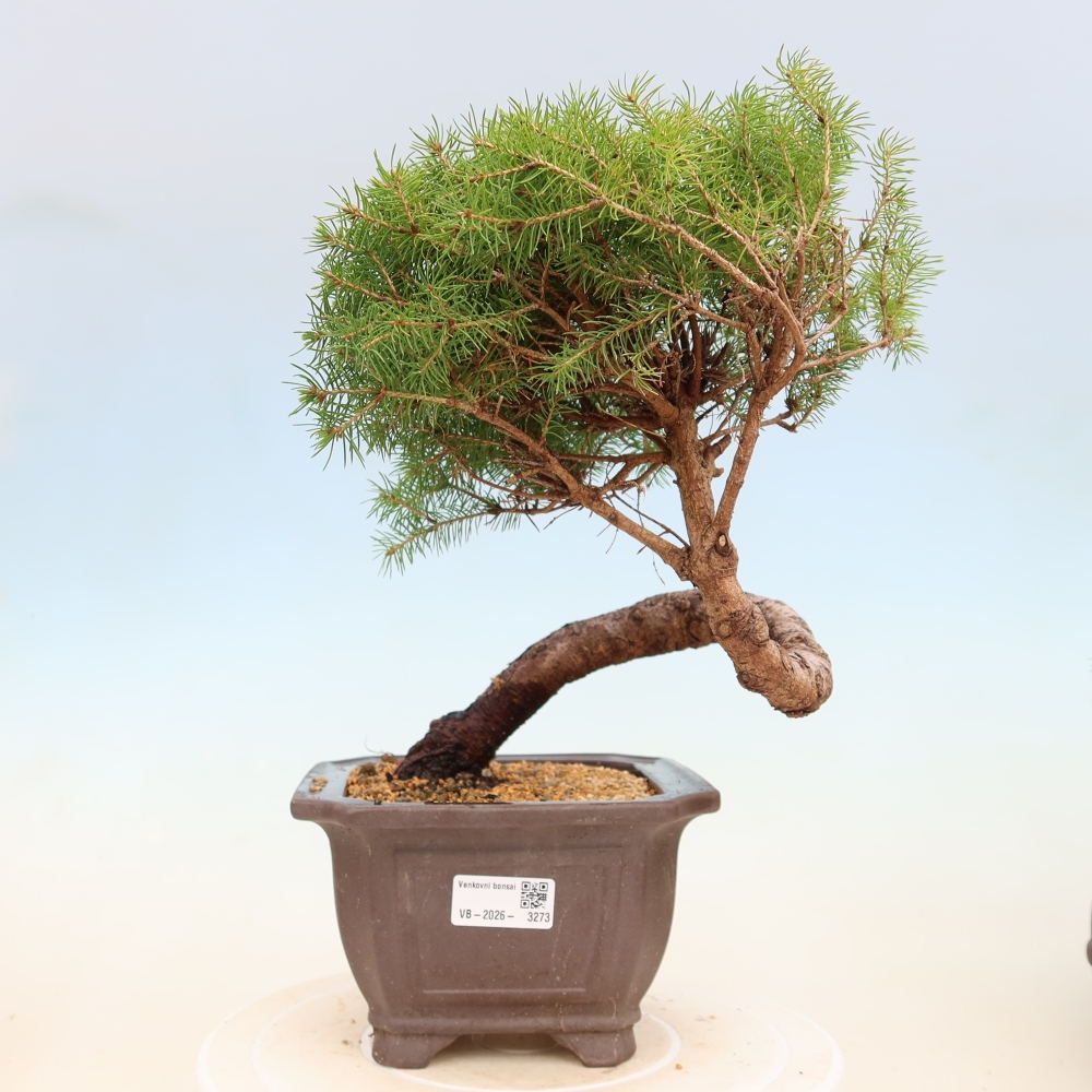 Kültéri bonsai - lucfenyő - Picea glauca globe