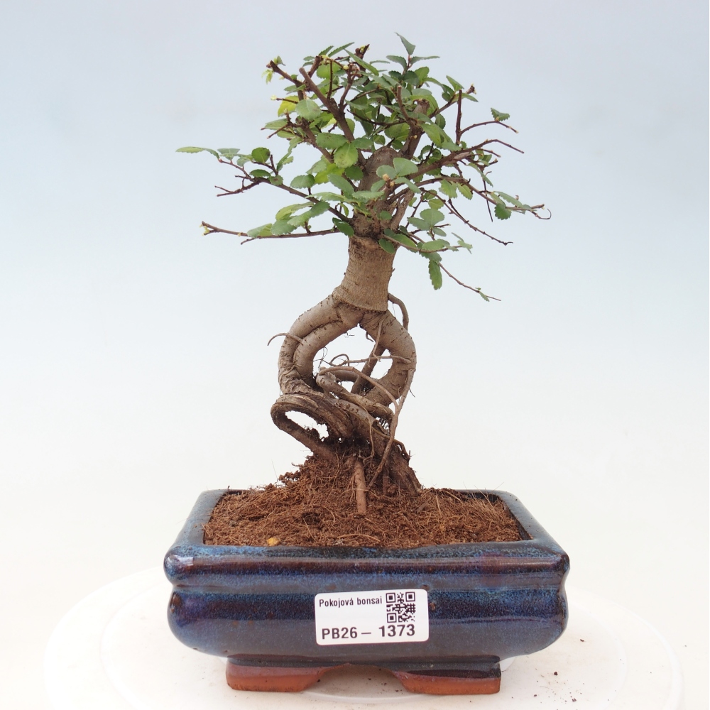 Szobai bonsai - Ulmus parvifolia - Kislevelű szilfa