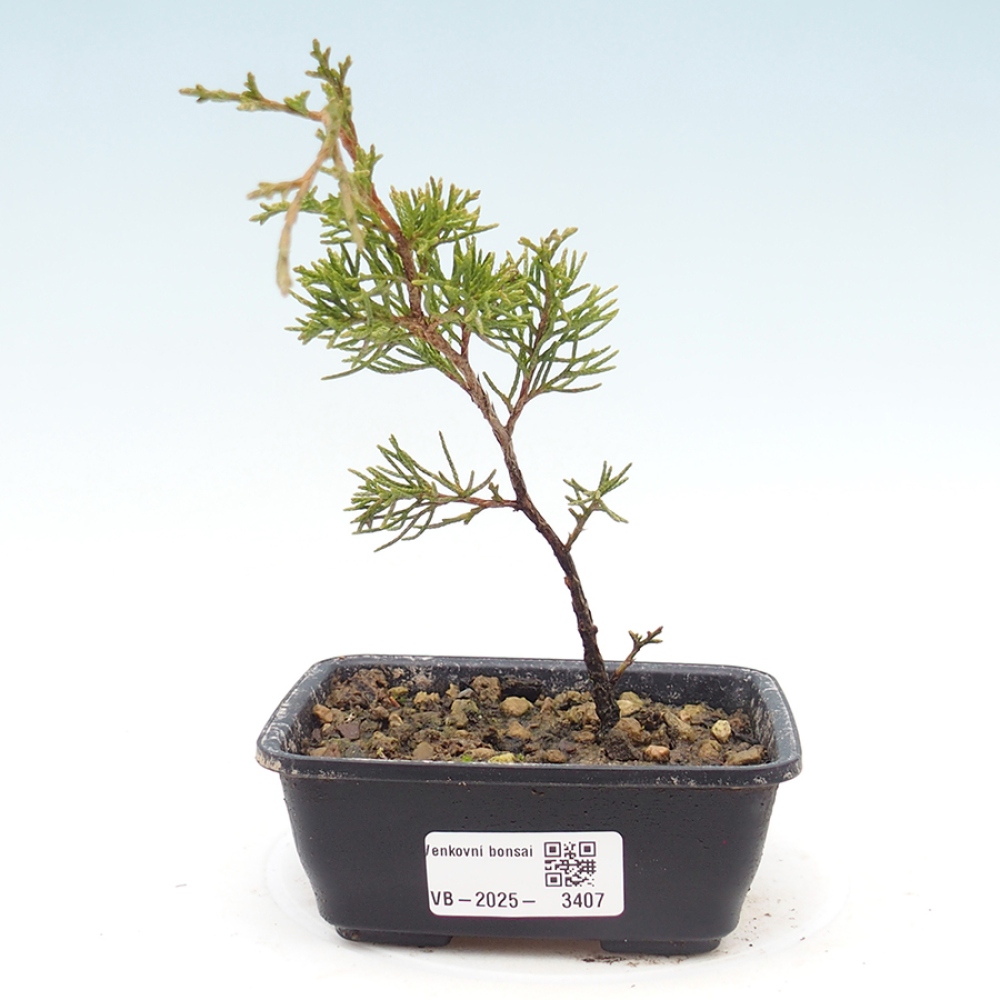 Kültéri bonsai - Juniperus chinensis Itoigawa