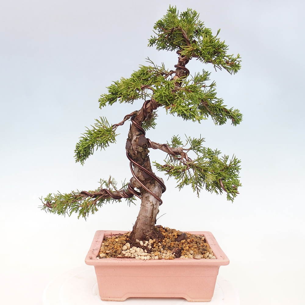 Kültéri bonsai - Juniperus chinensis Itoigawa
