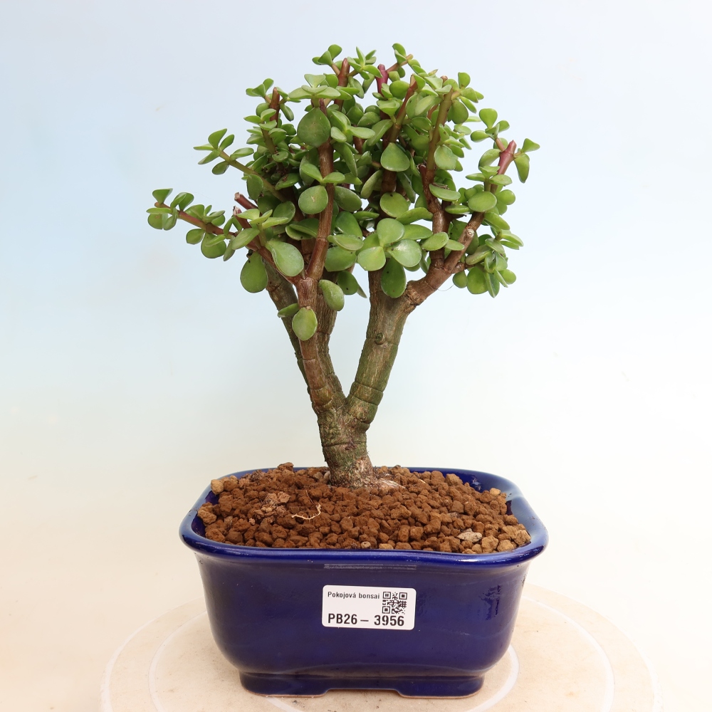 Szoba bonsai - Portulakaria Afra - Tlustice