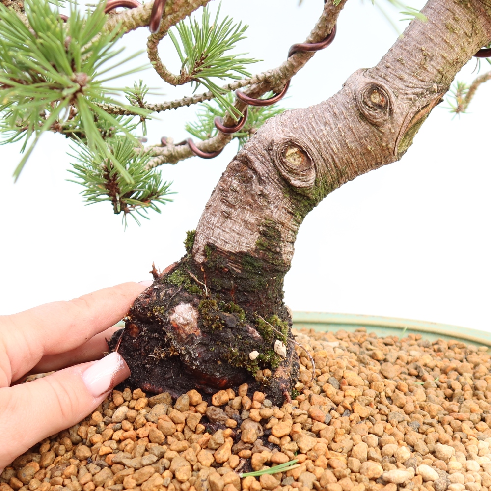 Kültéri bonsai – Pinus mugo Humpy – Törpefenyő