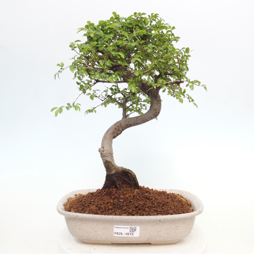 Szobai bonsai - Ulmus parvifolia - Kislevelű szilfa