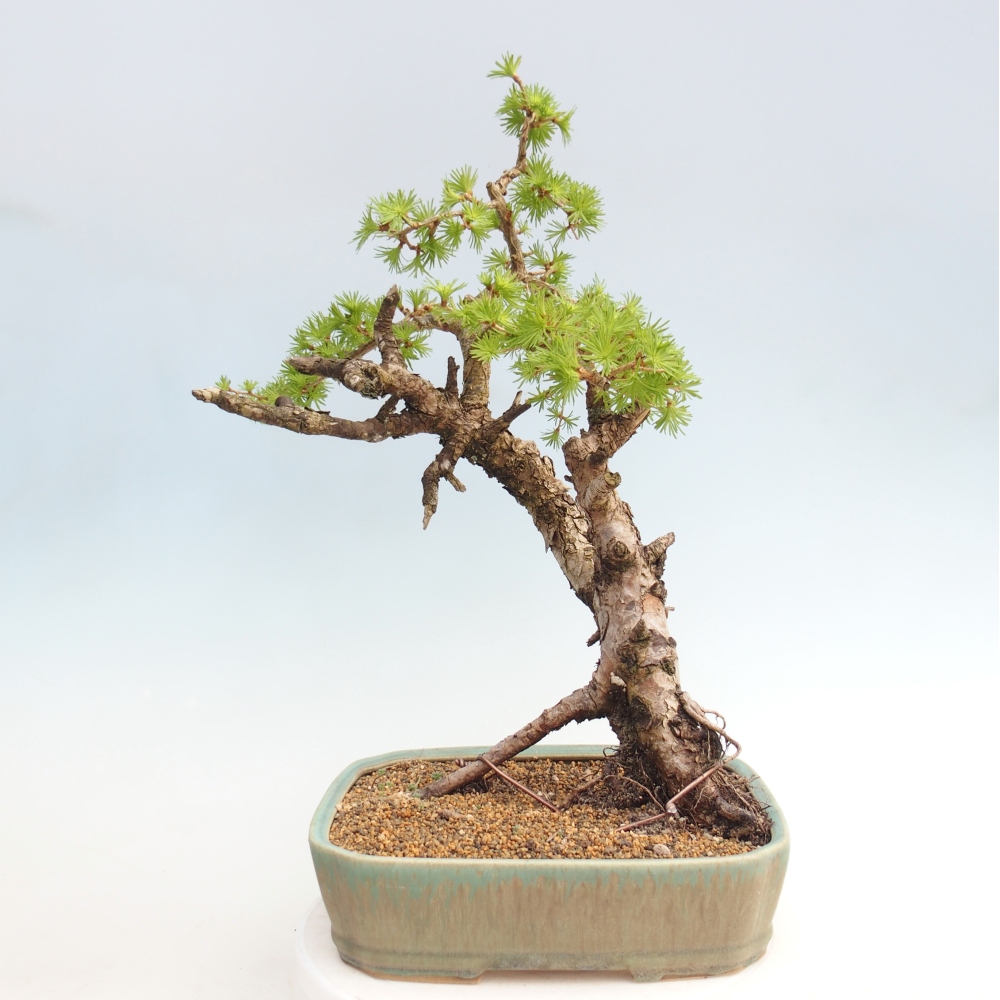Kültéri bonsai -Larix decidua - vörösfenyő - Csak raklapon szállítható