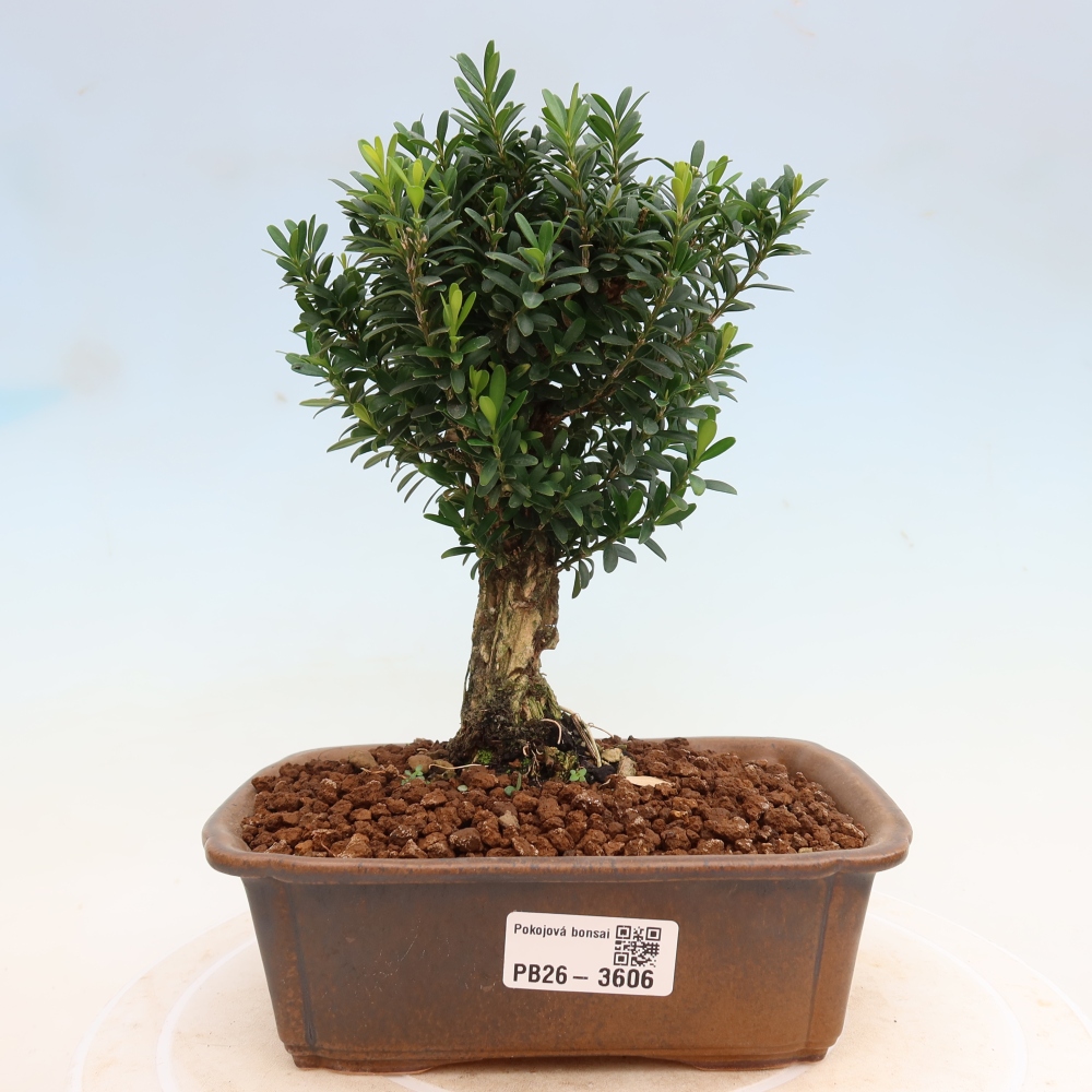 Szobai bonsai - Buxus harlandii - parafa buxus