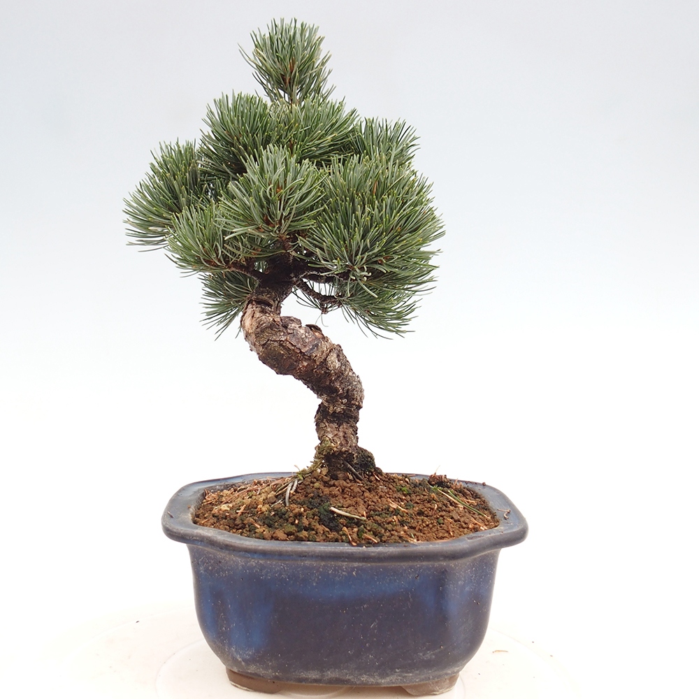 Kültéri bonsai - Pinus parviflora - Pinus parviflora