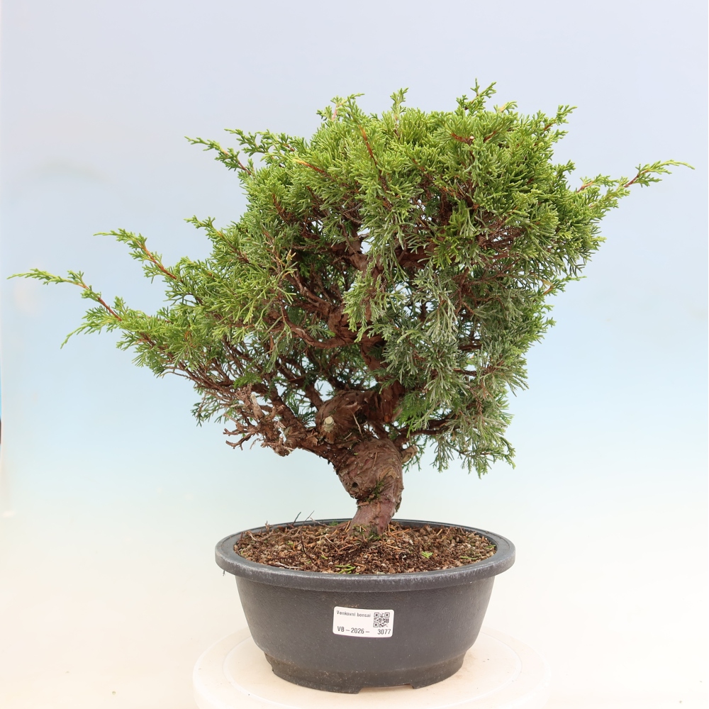 Kültéri bonsai - Juniperus chinensis Itoigawa-Juniperus chinensis