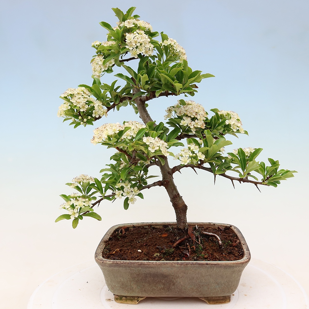 Kültéri bonsai – Pyracantha teton – Vörös tűszem