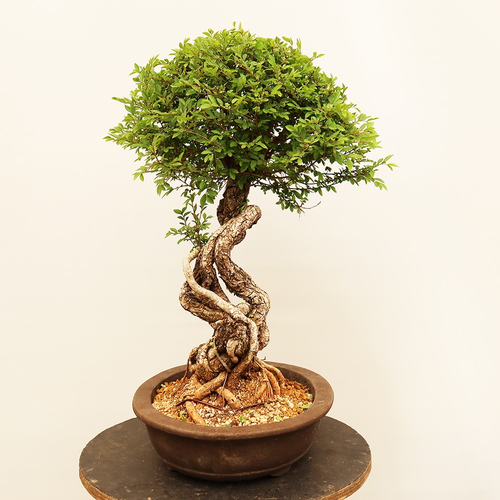 Kültéri bonsai - Zelkova - Zelkova NIRE