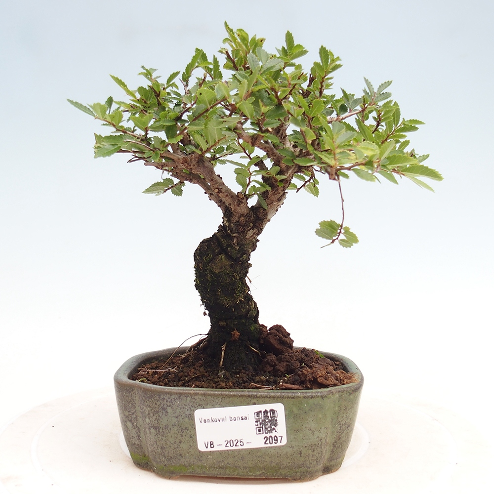 Kültéri bonsai - Zelkova - Zelkova NIRE