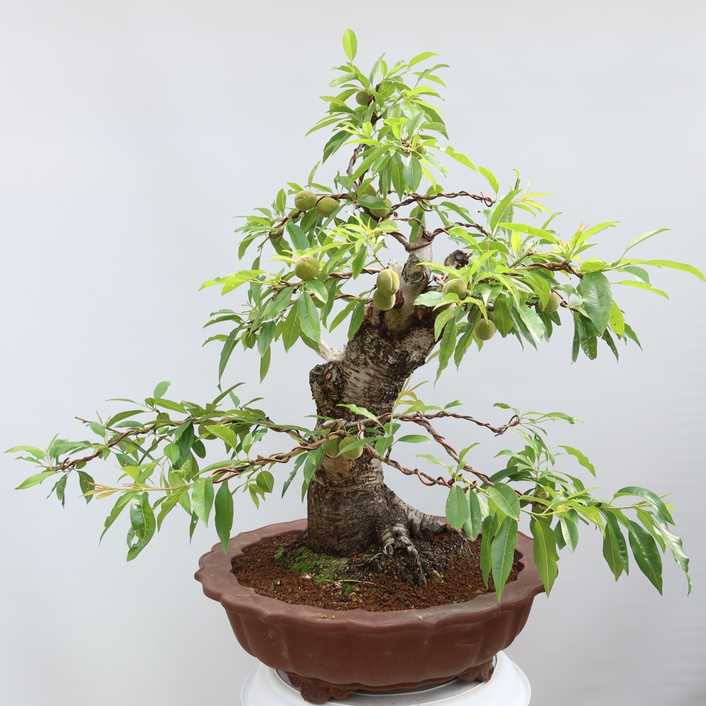Kültéri bonsai – Prunus dulcis – Közönséges mandulafa