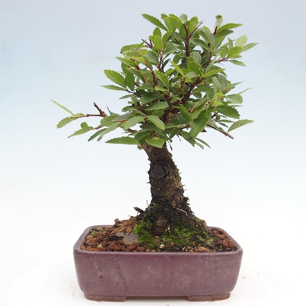 Kültéri bonsai - Zelkova - Zelkova NIRE