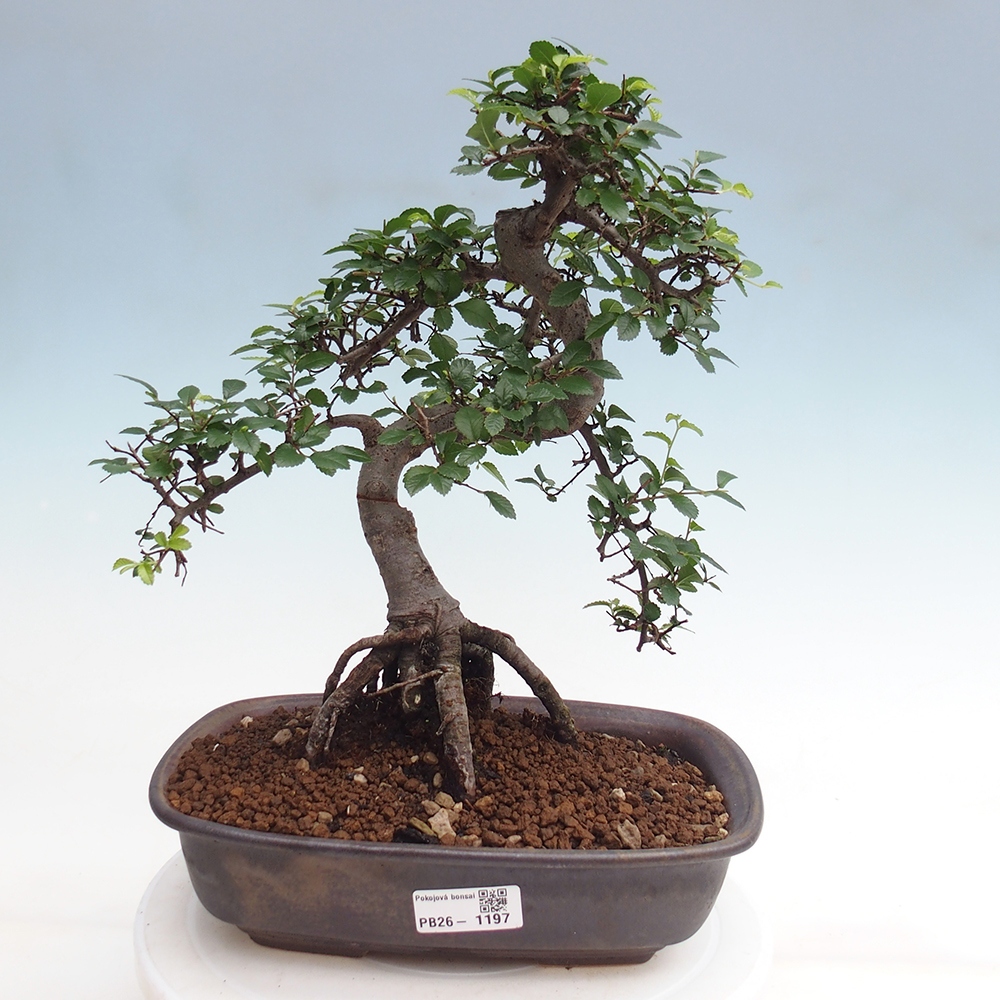 Szobai bonsai - Ulmus parvifolia - Kislevelű szilfa