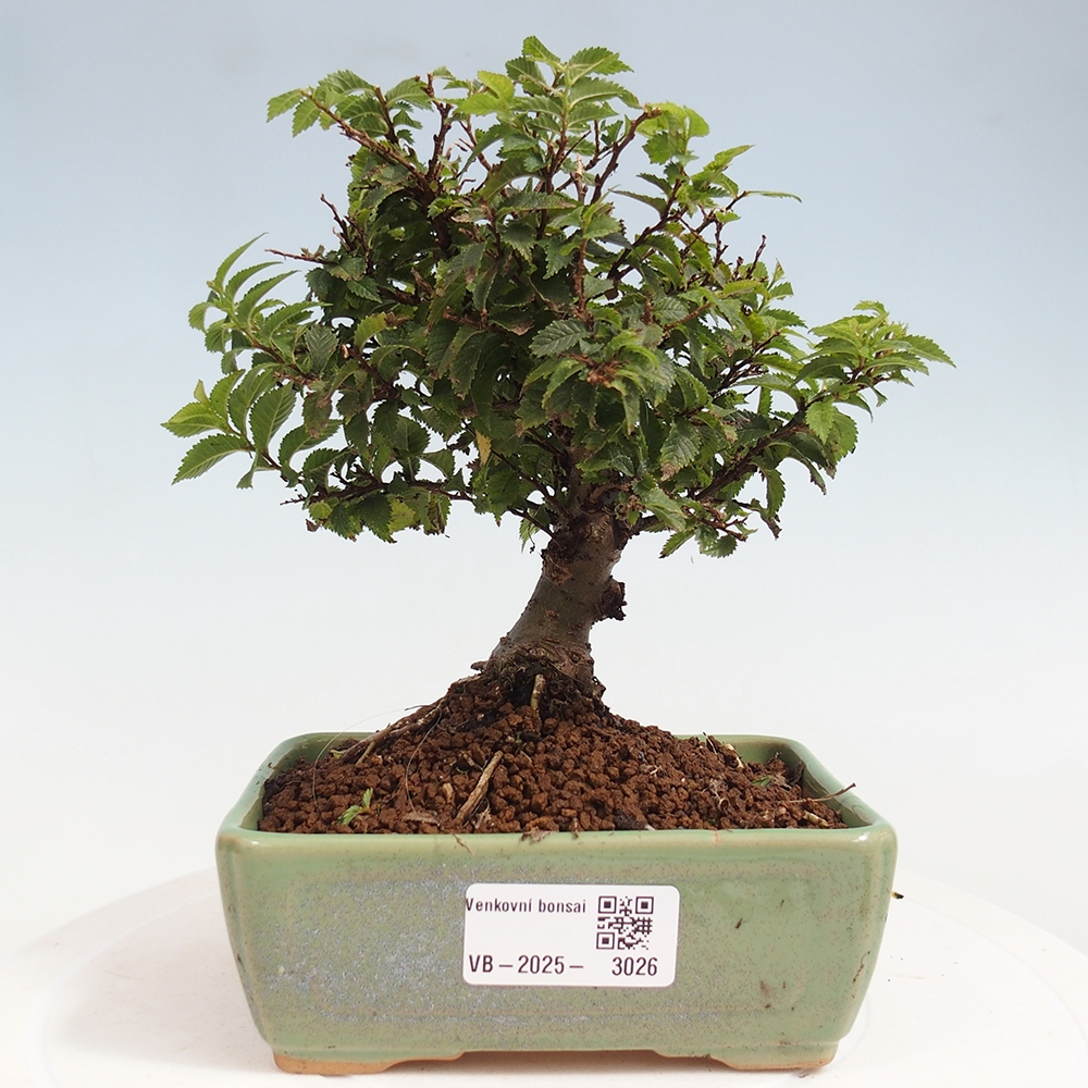 Kültéri bonsai - Ulmus parvifolia Sagei - Kislevelű szilfa