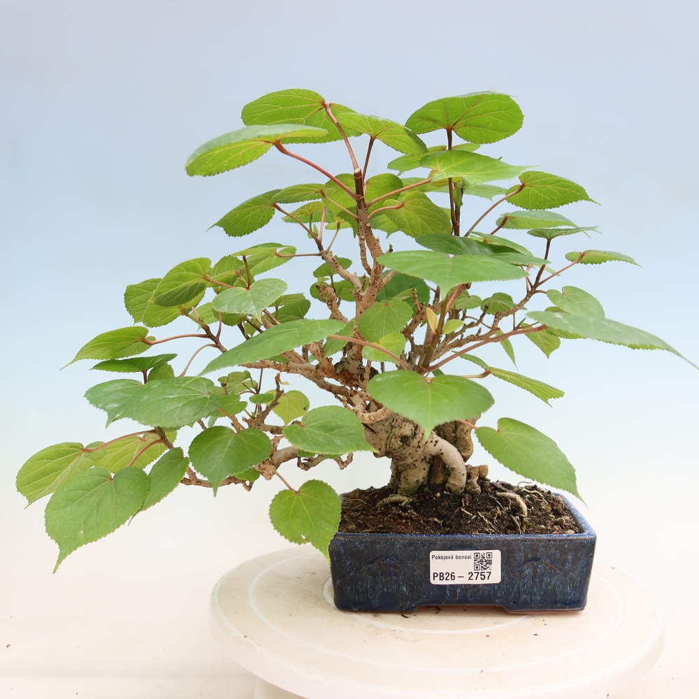 Beltéri bonsai - Hibiscus tiliaceus - tengeri hibiszkusz