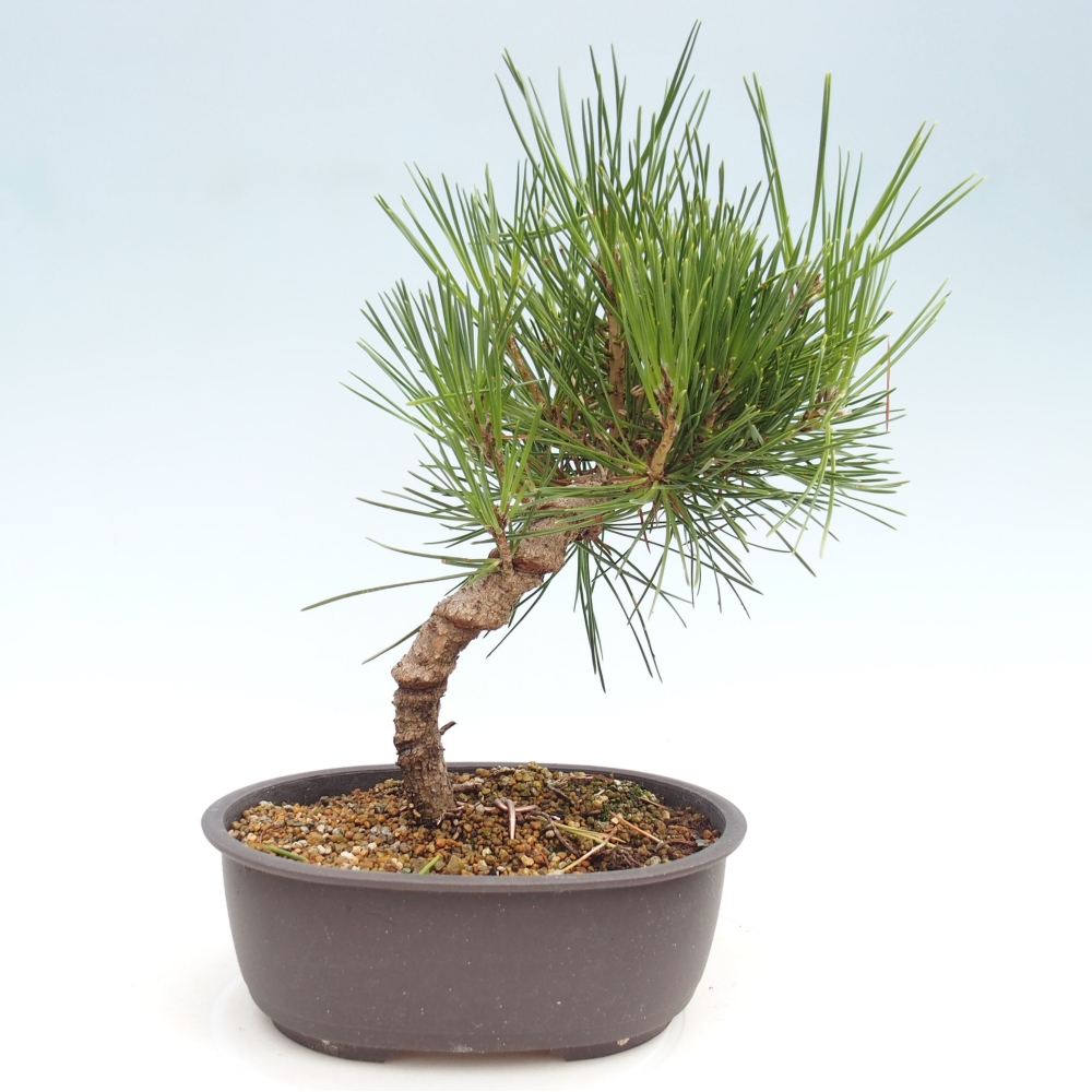 Kültéri bonsai - Pinus thunbergii - Thunberg fenyő