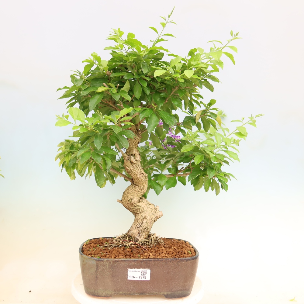 Szobai bonsai - Duranta erecta Aurea