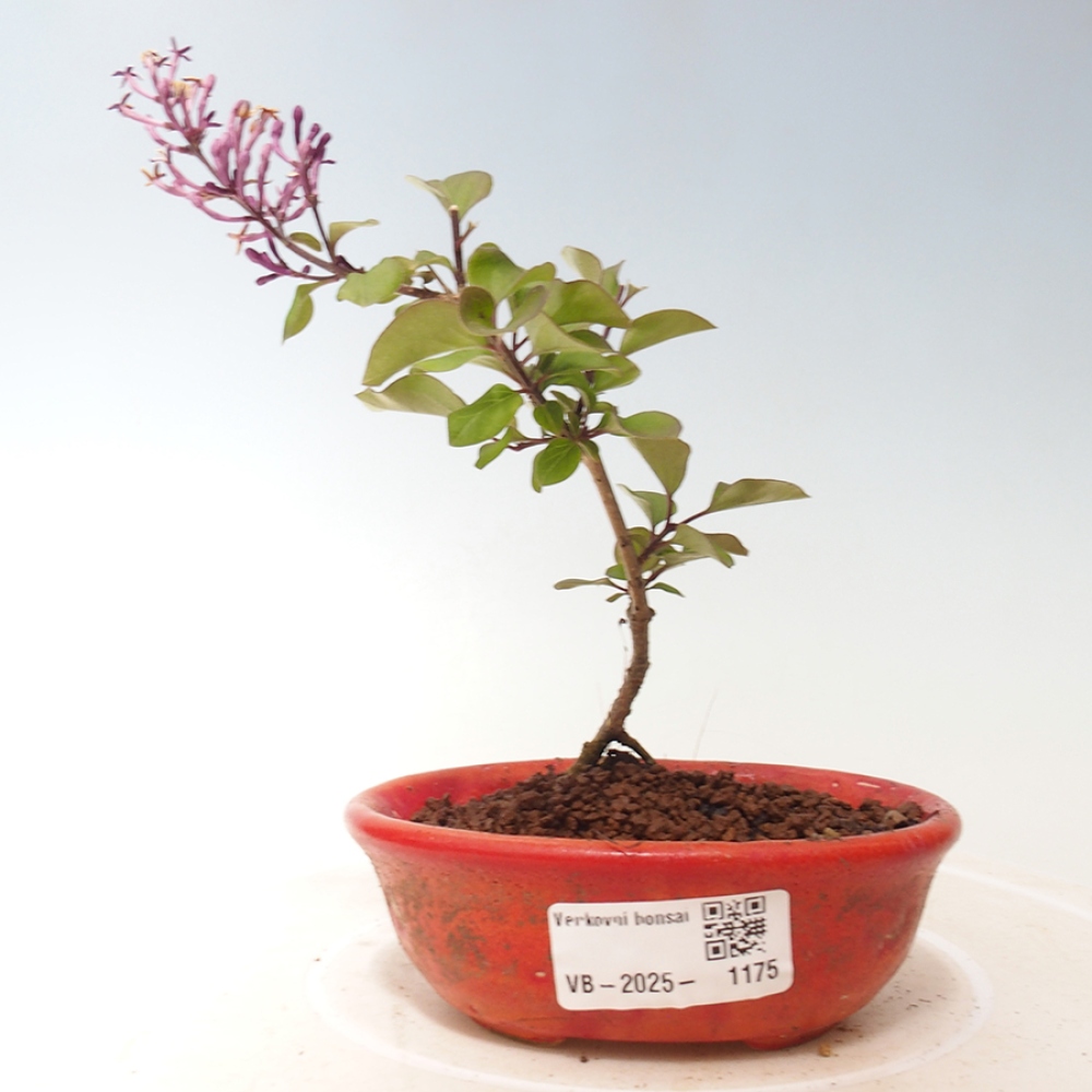 Kültéri bonsai - Syringa Meyeri Palibin - Meyer's Lilac