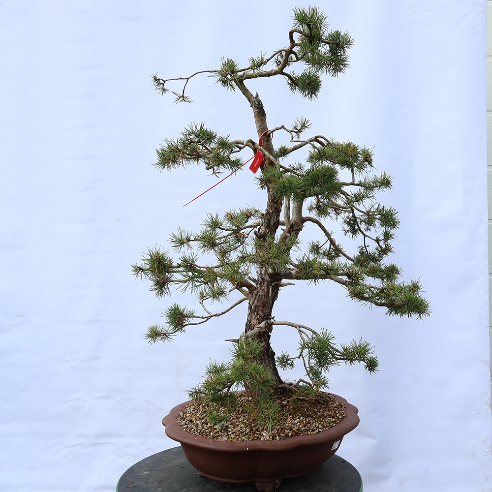 Pinus sylvestris Spanyolország – erdei fenyő