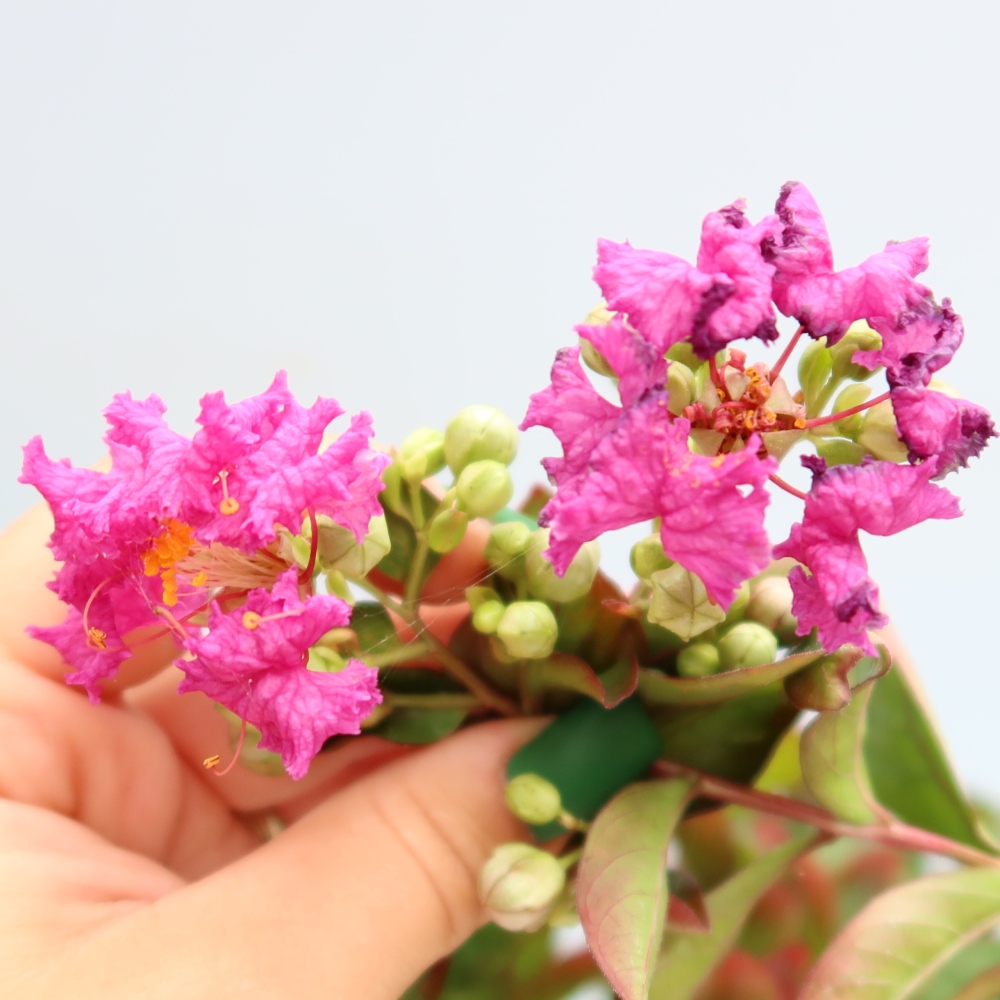 Szobabonsai – Lagerstroemia indica – indiai orgona