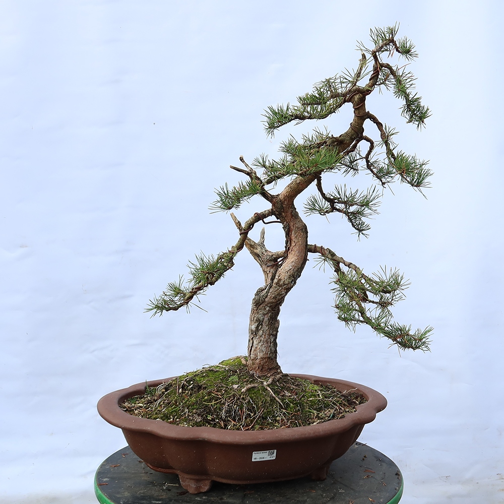 Pinus sylvestris Spanyolország – erdei fenyő