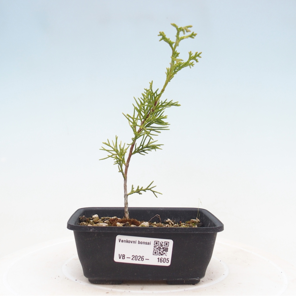 Kültéri bonsai - Juniperus chinensis Itoigawa