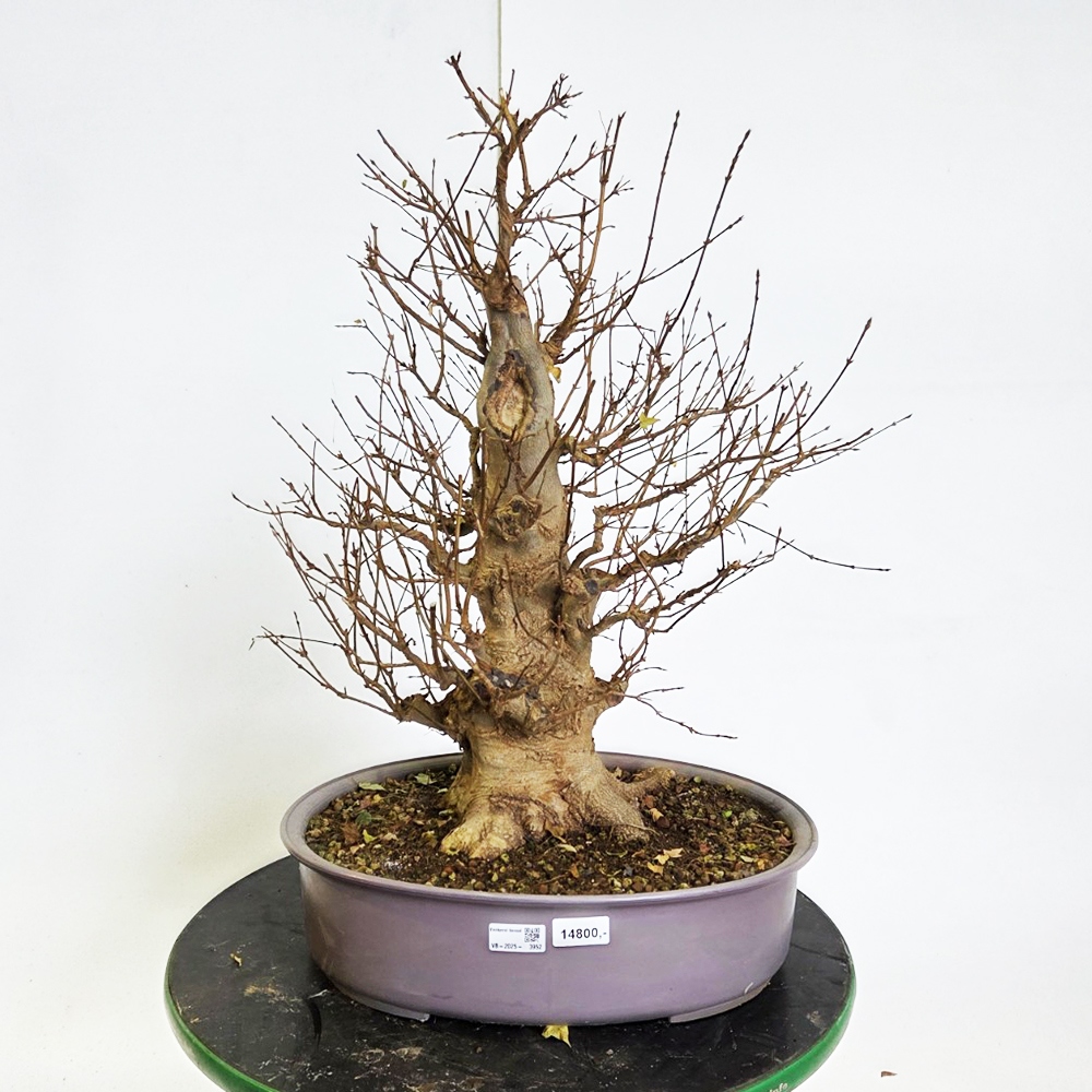 Kültéri bonsai juhar Burger - Acer Burgeriana