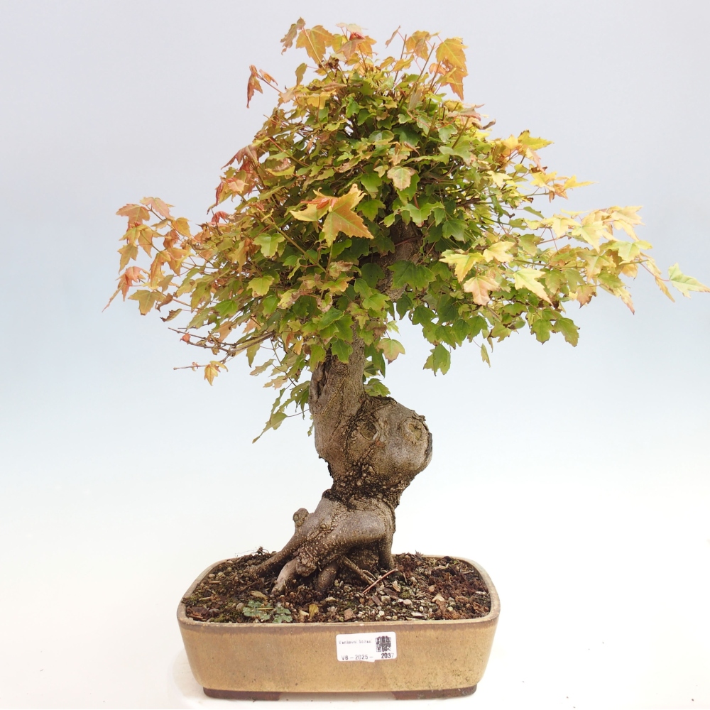 Kültéri bonsai - Acer Buergerianum - Burger juhar