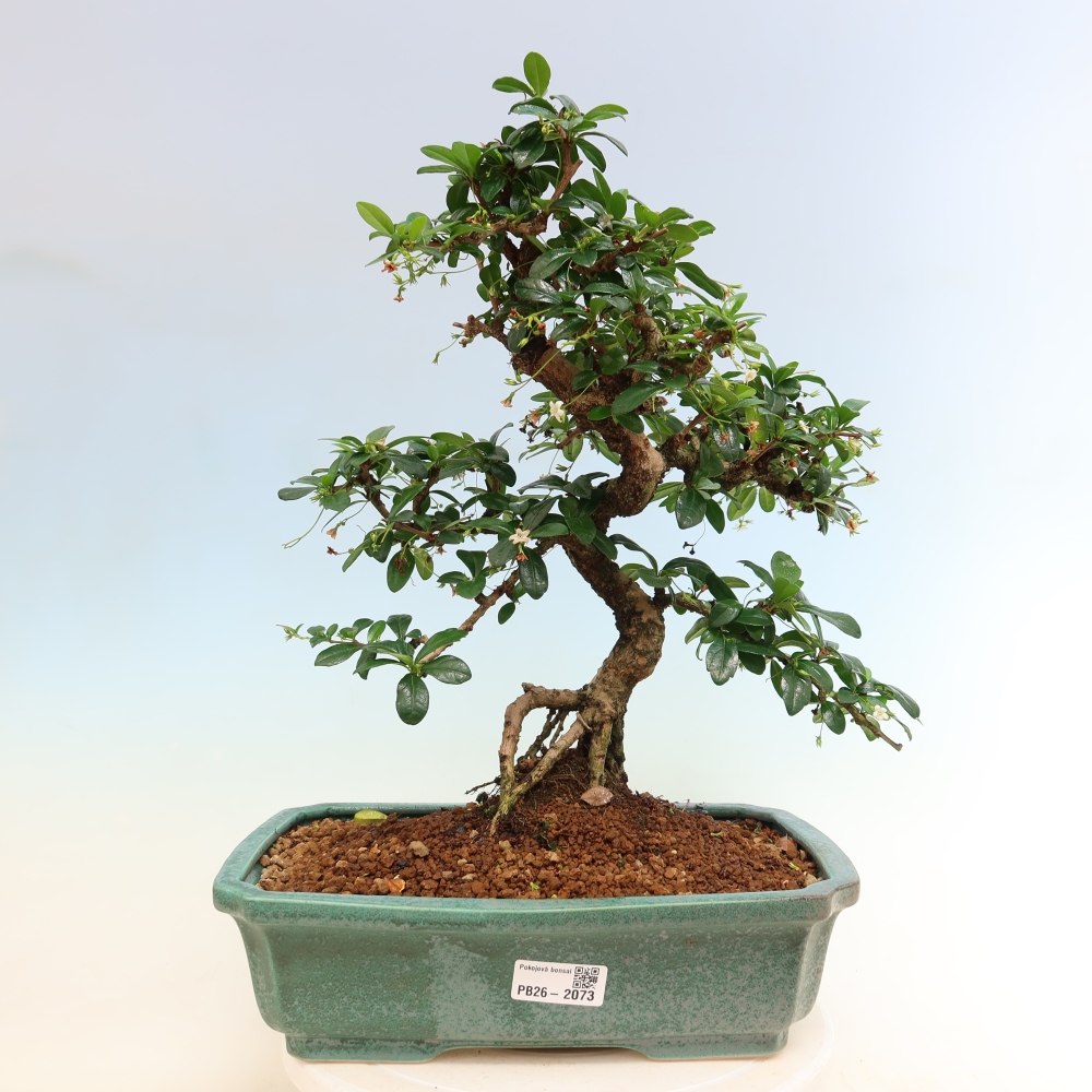 Szobai bonsai - Carmona macrophylla - Tea fuki
