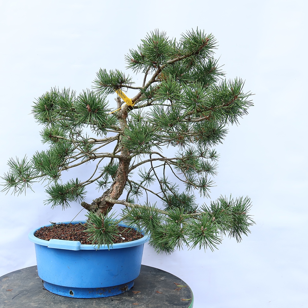 Pinus sylvestris Spanyolország – erdei fenyő