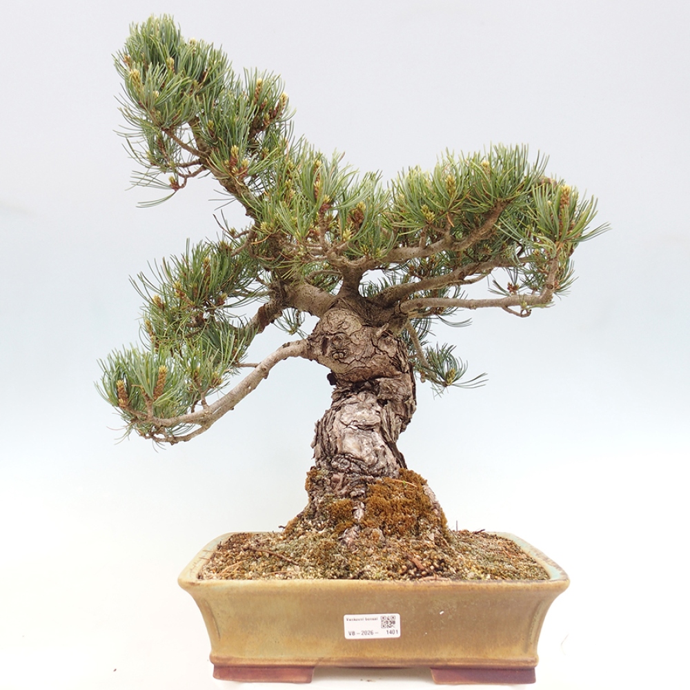 Kültéri bonsai - Pinus parviflora - Pinus parviflora