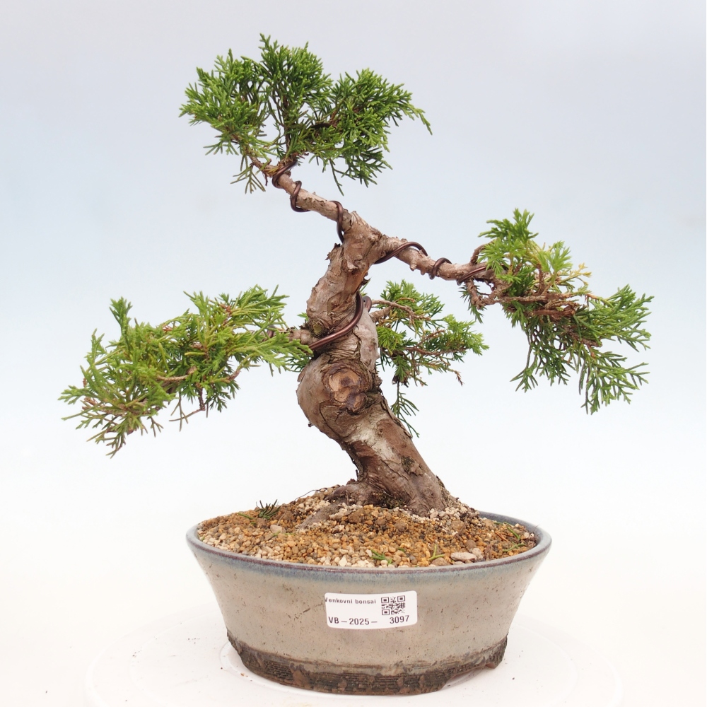 Kültéri bonsai - Juniperus chinensis Itoigawa