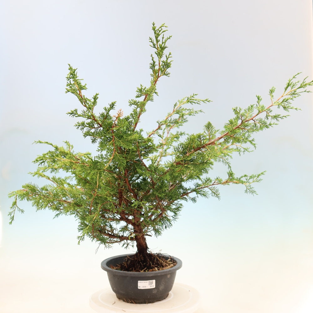 Kültéri bonsai - Juniperus chinensis Itoigawa