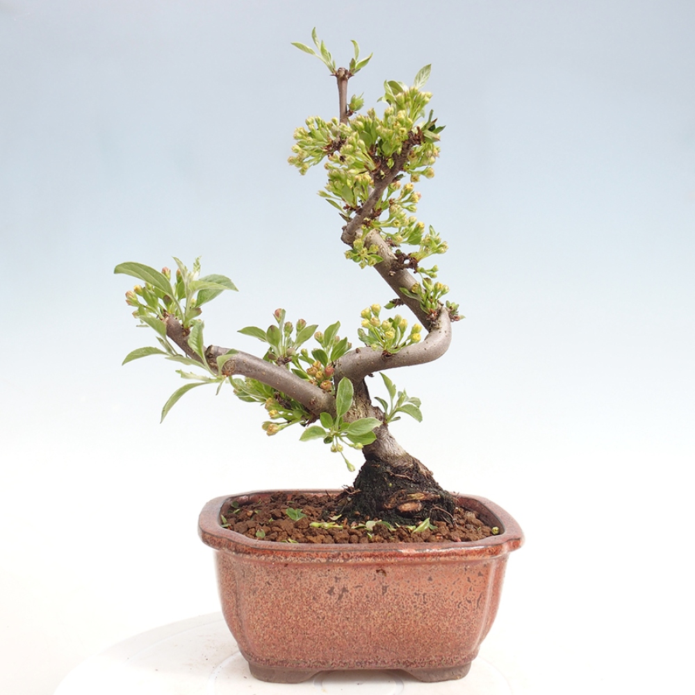 Kültéri bonsai - Malus sargentii - Kis gyümölcsű almafa