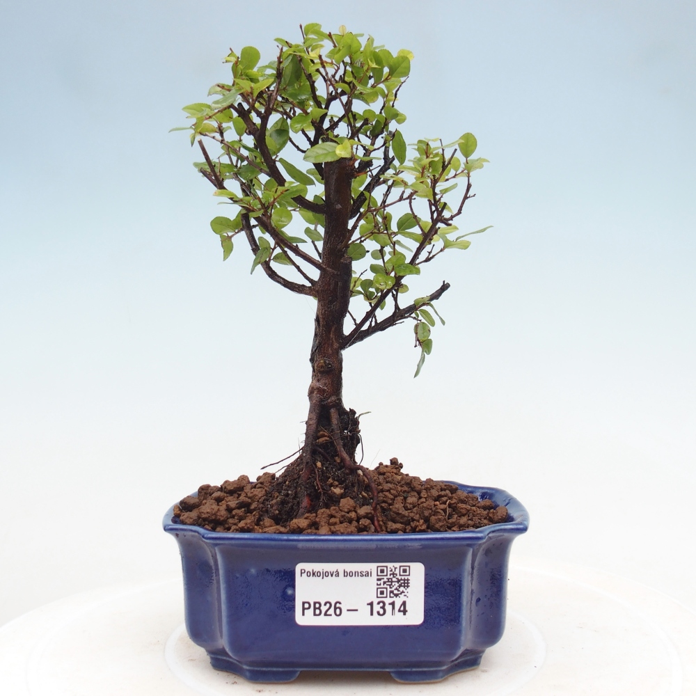 Szobai bonsai - Sageretia thea - Sageretia thea